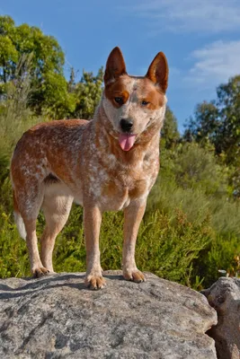 голубые хилеры австралийская пастушья собака красивые портреты, картинка  голубого хилера, собака, австралийская пастушья собака фон картинки и Фото  для бесплатной загрузки