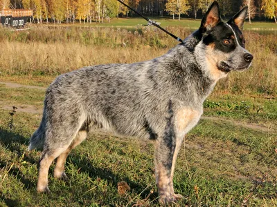 Австралийская пастушья собака 88672b от Collecta за 635 руб. Купить  официальном магазине Collecta
