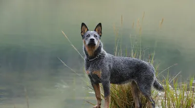 Австралийская пастушья собака - фото, цена, описание, видео