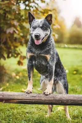 Австралийская овчарка (аусси): все о собаке, фото, описание породы,  характер, цена