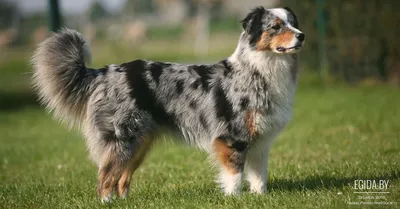 Австралийская пастушья собака (хилер): описание породы | Hill's