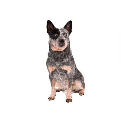 Австралийская пастушья собака 60х80 Раскраска картина по номерам на холсте  ets357-2-3040-60x80 купить в Москве и СПб