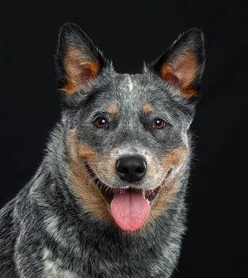 Австралийский хилер (Australian Cattle Dog) - это выносливая, умная и  трудолюбивая порода собак. Фото, описание и отзывы.