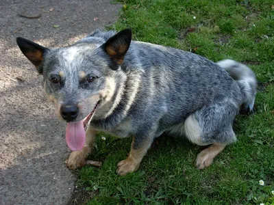 Собаки породы Австралийская короткохвостая пастушья собака - ICA.DOG