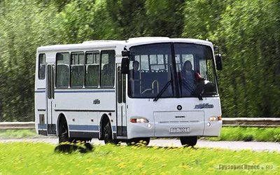 Автобусы ПАЗ-4230 «Аврора» и ПАЗ-32053