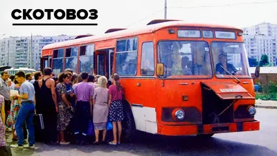 Скотовоз\" или автобус ЛиАЗ-677! Почему его называли скотовозом? - YouTube