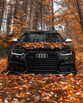 Audi A6 в осеннем лесу - просто сказочный вид | Автомобили мечты, Аудиs5,  Аудиtt