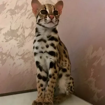 Азиатский леопардовый кот фото фотографии