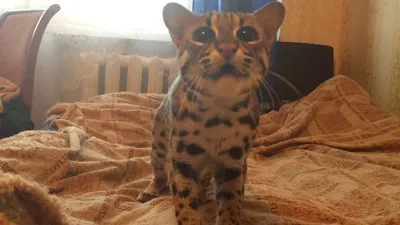 Азиатский леопардовый кот поселился в иркутской зоогалерее — Иркутск Сегодня