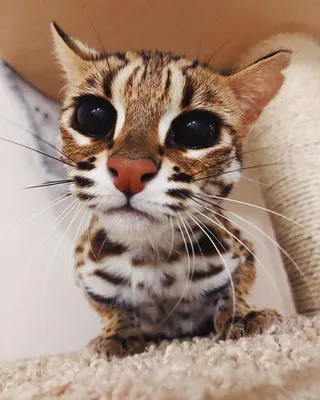 Азиатская леопардовая кошка - картинки и фото koshka.top