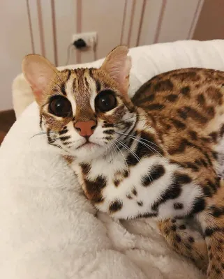 Азиатский леопардовый кот: 5 000 $ - Кошки Киев на Olx