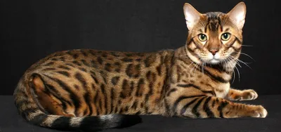 Азиатская леопардовая кошка - 76 фото