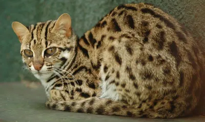 Дальневосточный леопардовый кот - 68 фото