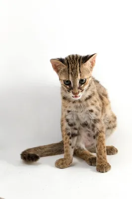 Asian leopard cat Азиатский леопардовый кот Хищник Кот | Animals, Cats,  Leopard