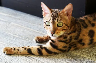 Азиатский леопардовый кот - картинки и фото koshka.top