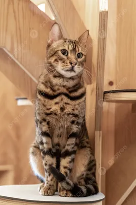 Дикие кошки: Леопардовая кошка (Prionailurus Felis)