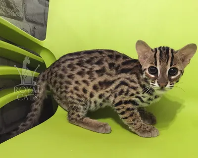 Азиатская леопардовая кошка (Felisbengalensis) | ВКонтакте