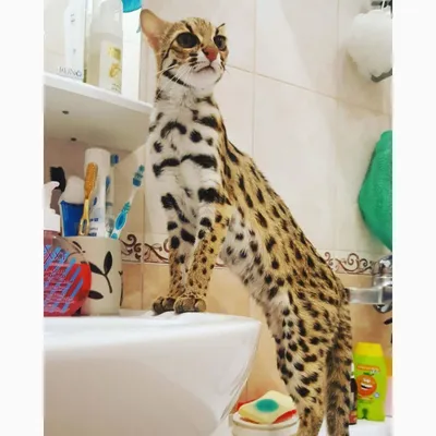 Красивый волосатый азиатский леопардовый кот Фон И картинка для бесплатной  загрузки - Pngtree