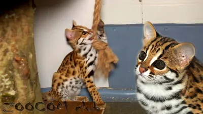 Азиатский леопардовый кот – история породы, характер кошки, фото, цена  котенка алк