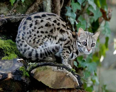 Жизнь с мини-леопардом. Азиатская леопардовая кошка дома. - YouTube