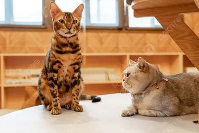 Продам азиатские леопардовые кошки, купить азиатские леопардовые кошки,  Житомирская обл — Agro-Ukraine