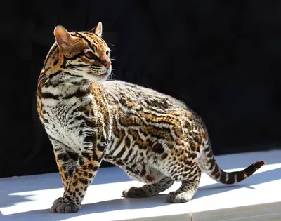 Азиатский леопардовый кот - 67 фото