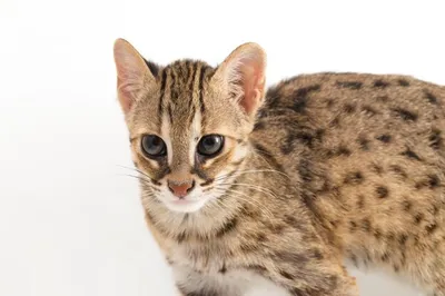 Леопардовая кошка: описание породы, характер, фото и цена | kotodom.ru