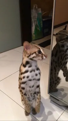 Кошка - леопардовая или все же бенгальская? Asian leopard cat. - YouTube