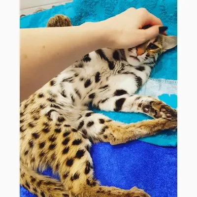 Симпатичные экзотические короткошерстные и азиатские леопардовые кошки в  зоомагазине Фон И картинка для бесплатной загрузки - Pngtree