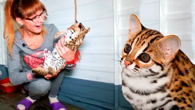 Дикие кошки и их мини-двойники | Питомцы Mail.ru | Дзен