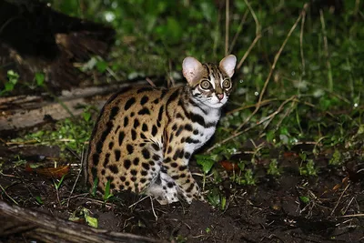 Амурский леопардовый кот - 72 фото