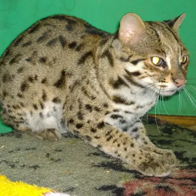Азиатский леопардовый кот :: Елена Павлова (Смолова) – Социальная сеть  ФотоКто