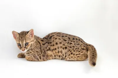 Азиатский леопардовый кот Лукас | Животные, Кот, Бенгалия