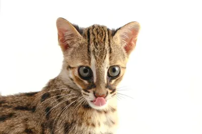 НОВЫЕ КОШЕЧКИ! Приехали котята азиатских леопардовых кошек (АЛК,  бенгальские) - YouTube