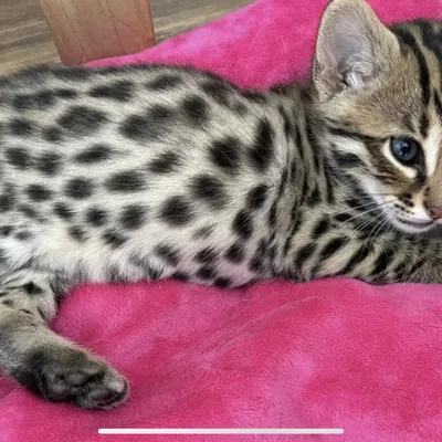 elenasnowgold - My alc. Мой азиатский леопардовый кот Басик... 😘😘😘 |  Facebook