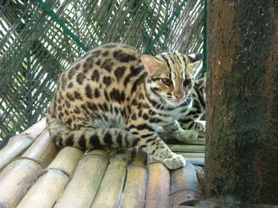 Леопардовая азиатская кошка: описание внешности и поведения, образ жизни и  ареал обитания, размножение и численность вида