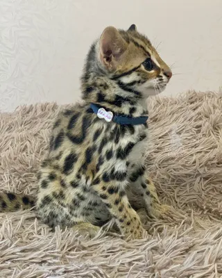 Леопардовая кошка порода - 79 фото
