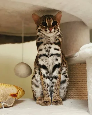 В иркутской зоогалерее появился первый азиатский леопардовый кот | Байкал  Daily - Новости Бурятии и Улан-Удэ в реальном времени