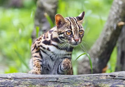 Леопардовая азиатская кошка: описание внешности и поведения, образ жизни и  ареал обитания, размножение и численность вида