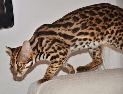 Азиатский леопардовый кот - картинки и фото koshka.top