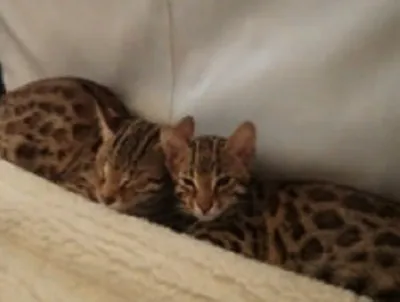 Азиатский леопардовый кот ф1 – купить в Краснодаре, цена 65 000 руб., дата  размещения: 06.02.2024 – Кошки