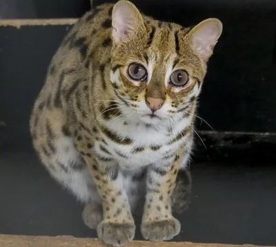 Азиатский Леопардовый Кот / Asian Leopard Cat_тел.8_987_956_06_80 |  kotodom.ru