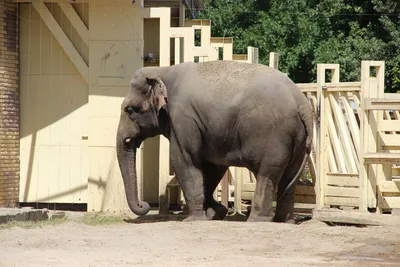 Файл:200407 Elephant 9.JPG — Википедия
