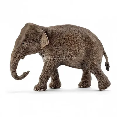 Индийский слон. Слоненок рождается волосатым! | Живое в природе | Дзен