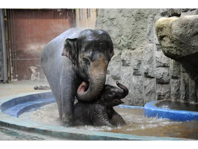 Азиатский слон, самец 14754 с доставкой в Москве в интернет-магазине  «Наследникъ Выжанова»