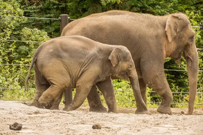 Отныне азиатский слон, ягуар и уриал - под международной защитой | Новости  ООН