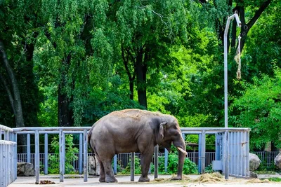 Фигурка животного Детское Время Азиатский слон купить по цене 718 ₽ в  интернет-магазине Детский мир