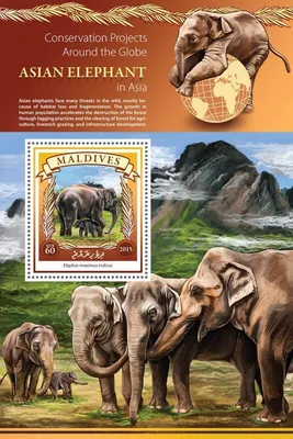 Фигурка Коллекта Азиатский слон ,88486b - купить с доставкой по выгодным  ценам в интернет-магазине OZON (728226178)