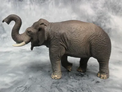 Азиатский Хобот Слона — стоковые фотографии и другие картинки Азиатский слон  - Азиатский слон, Азия, Без людей - iStock