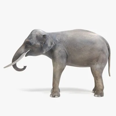 Азиатский Слон Слоненок - Бесплатное фото на Pixabay - Pixabay